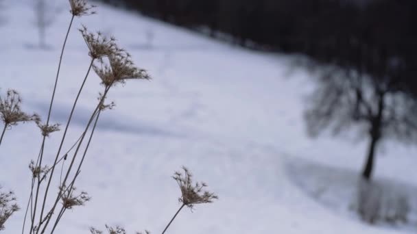 Dry Wildflowers Winter Wind — Stock Video