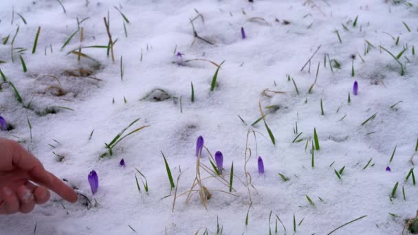 積雪下で最初春クロッカスの芽します — ストック動画