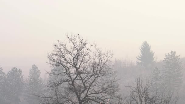 Κοπάδι Πουλιών Ένα Δέντρο Που Διαφεύγει Στην Ομίχλη — Αρχείο Βίντεο