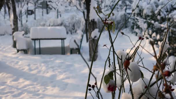 Flores Ambiente Inverno — Vídeo de Stock