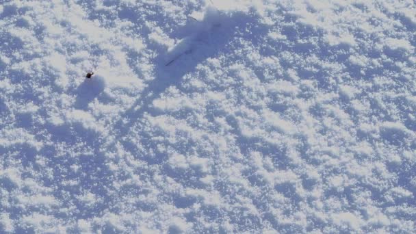 脚踏深雪的脚 — 图库视频影像
