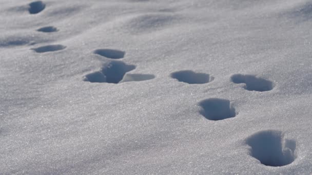 Piste Cani Piedi Profondità Neve — Video Stock