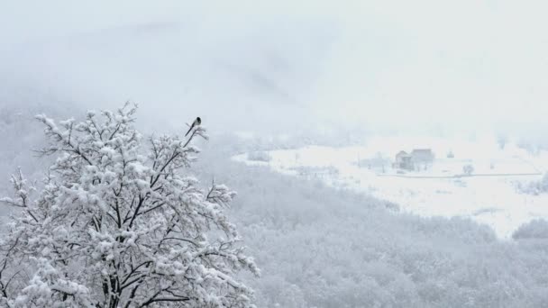 Krajobraz Padający Śnieg — Wideo stockowe