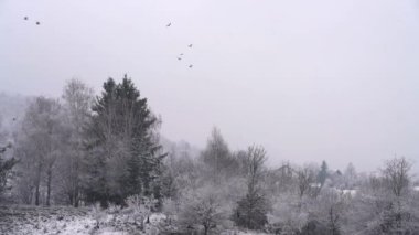 Kar ve ağaçlar yukarıda manzara