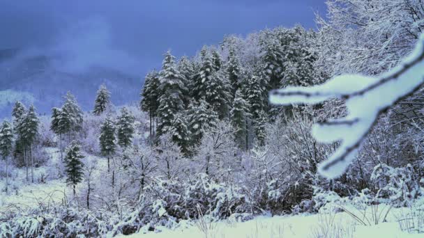 最初の雪の風景林 — ストック動画