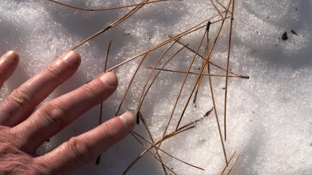 Man Touches Dry Pine Needles Snowy Surface — Stock Video