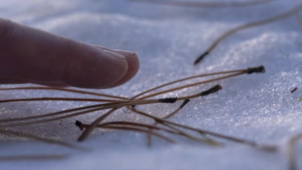Άνθρωπος Αγγίζει Ξηρών Βελόνων Πεύκων Στην Χιονισμένη Επιφάνεια — Αρχείο Βίντεο