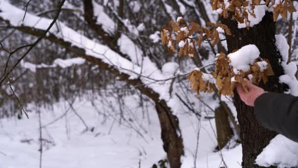 Man Touches Snowy Dry Oak Leave — Stock Video