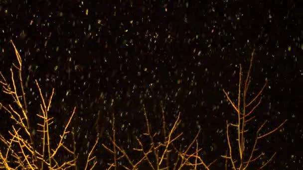 在街灯下 夜间降雪 — 图库视频影像