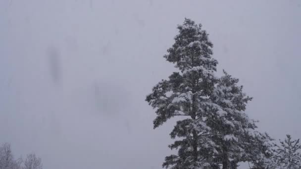 Nieve Cayendo Árbol — Vídeo de stock