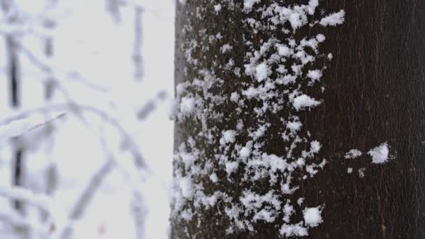 Ağaca Düşen Kar — Stok video