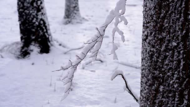 Снег Падает Дерево — стоковое видео