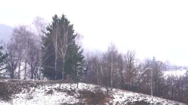 Der Große Schnee Fällt Sanft Bäume Und Hügel — Stockvideo