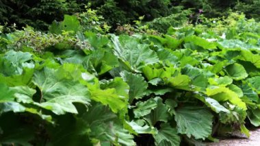 Ortak Butterbur (Petasites hybridus) hafif esinti