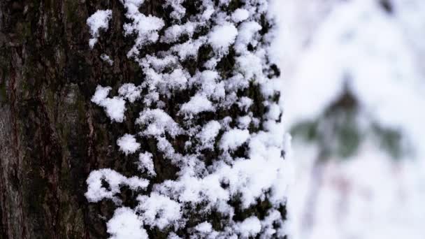 Mano Tocando Árbol Nieve — Vídeo de stock