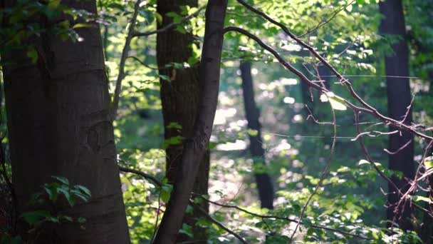 Wald Sommerlicher Landschaft — Stockvideo