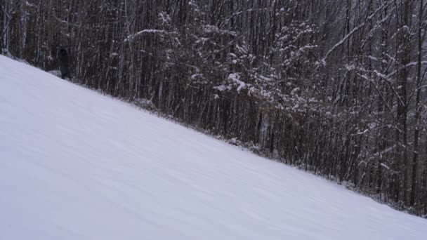 男が傘で雪に覆われた丘の森林に沿って行く — ストック動画