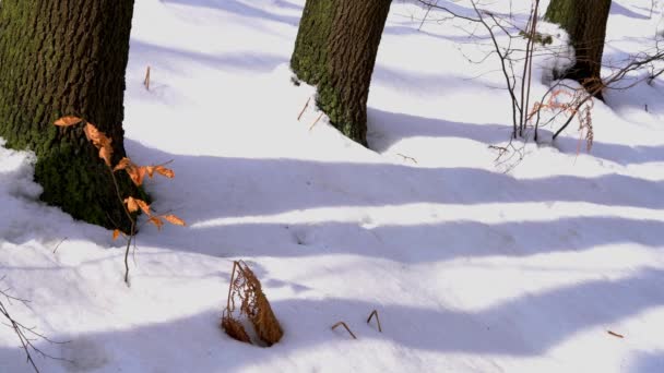 男は雪の森を行く — ストック動画