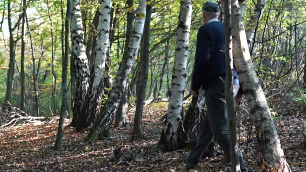 L'homme traverse la forêt de bouleaux 