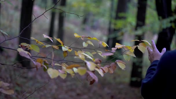 Человек Касается Ветви Осенних Листьев — стоковое видео