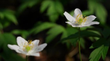 Wood Anemone-Anemone nemorosa 