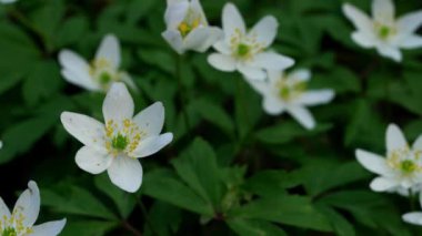 Wood Anemone-Anemone nemorosa 
