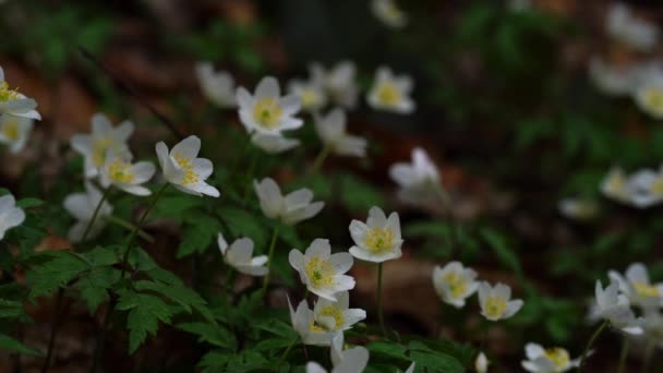 Hout Anemone Anemone Nemorosa — Stockvideo