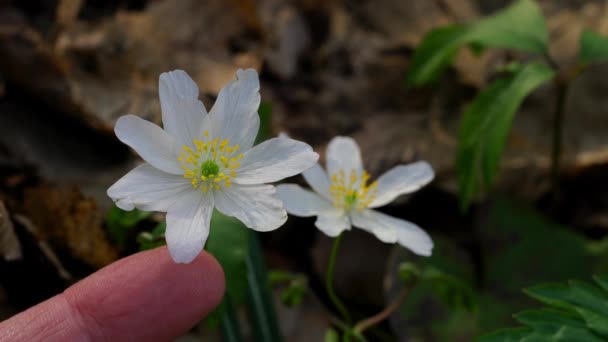 Madera Anémona Anémona Nemorosa — Vídeos de Stock