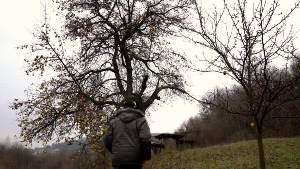 男人带着春天的番红花去了一棵孤零零的树 — 图库视频影像