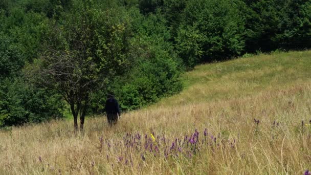 Man Goes Lone Tree Spring Crocus — Stock Video