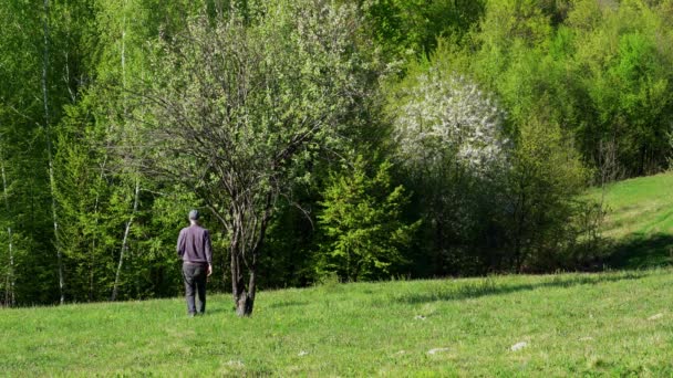 Man Gaat Naar Een Eenzame Boom Met Lente Crocus — Stockvideo