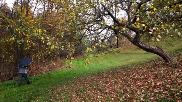 Man Gaat Naast Appel Herfst Met Paraplu — Stockvideo