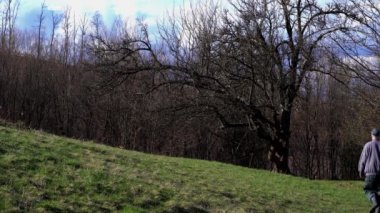 Adam yalnız bir ağaç bahar crocus ile gider 