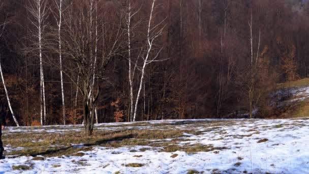 Man Går Till Lone Tree Med Våren Krokus — Stockvideo