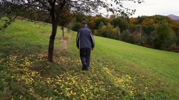 Hombre Bajo Una Manzana Silvestre Otoño — Vídeo de stock