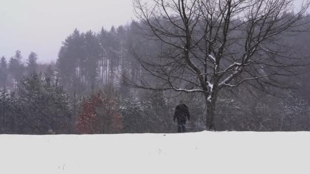 男は雪の中で孤独なツリー ブランチを開催し 森に行く — ストック動画