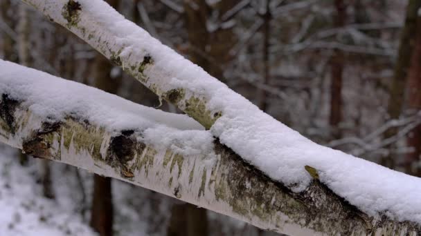 Man Removes Snow Hand Tree — Stock Video
