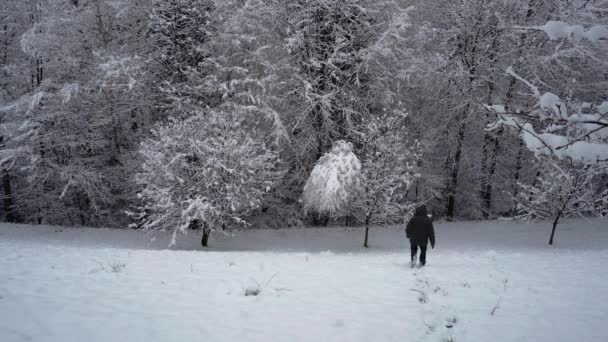 Homme Secoue Neige Arbre — Video