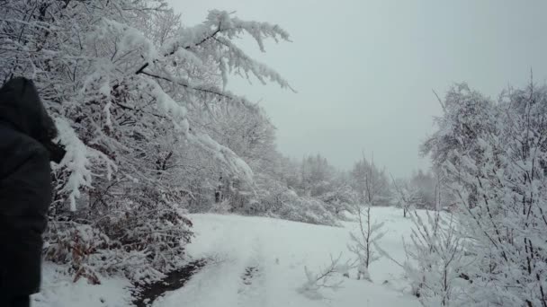 Hombre Sacuda Nieve Del Árbol — Vídeo de stock