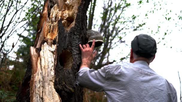 Mężczyzna Dotyka Stare Drzewa Doniczkowe — Wideo stockowe