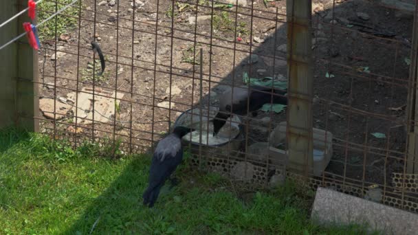 Los Cuervos Comen Comida Gallinero — Vídeos de Stock