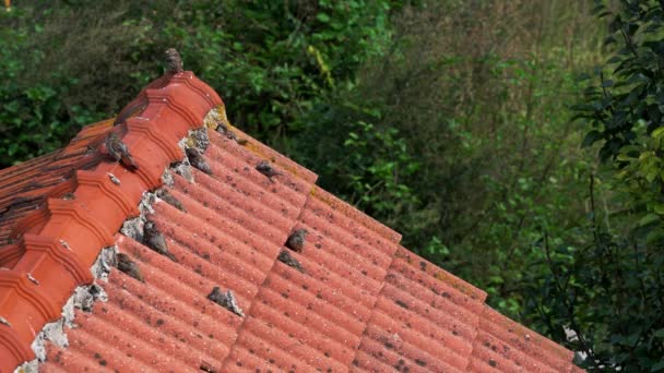 Mussen Rusten Het Dak — Stockvideo