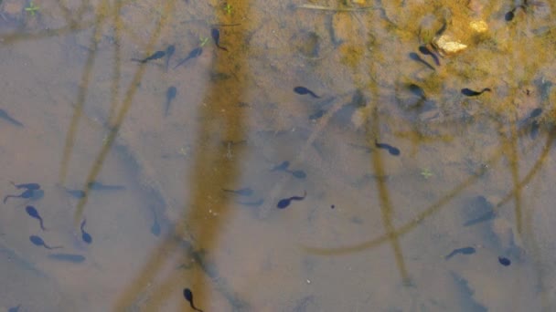 Tadpoles Puddle — Stock Video