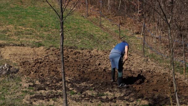 Man Digs Ground Planting Vegetable — Stock Video