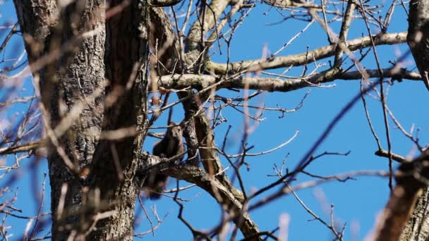 橡树上的松鼠 — 图库视频影像