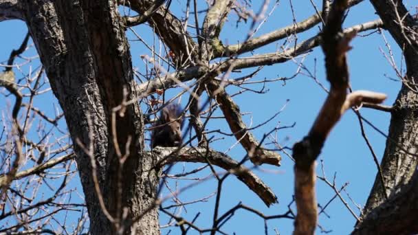 橡树上的松鼠 — 图库视频影像