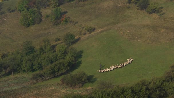 山上的羊吃干净的草 — 图库视频影像