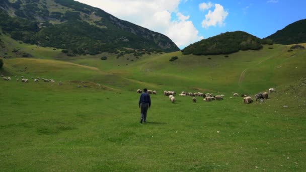 Pasą Się Owce Górze Czysty Trawy — Wideo stockowe