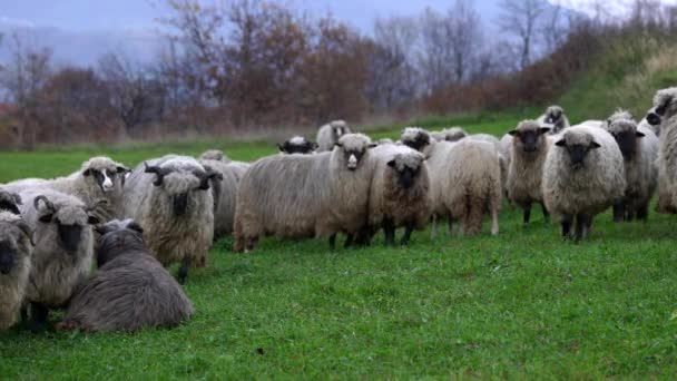 Sheep Mountain Graze Clean Grass — Stock Video