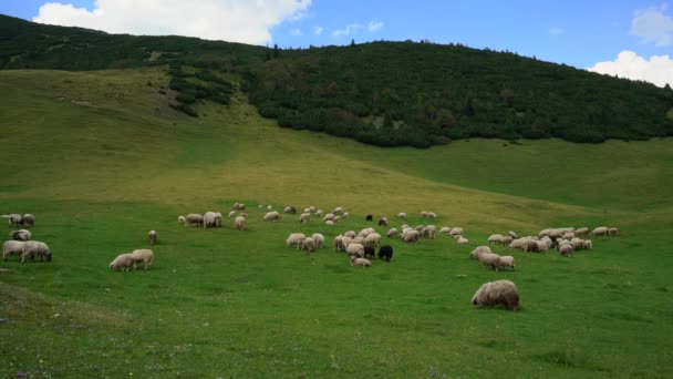 Ovejas Montaña Pastan Hierba Limpia — Vídeos de Stock